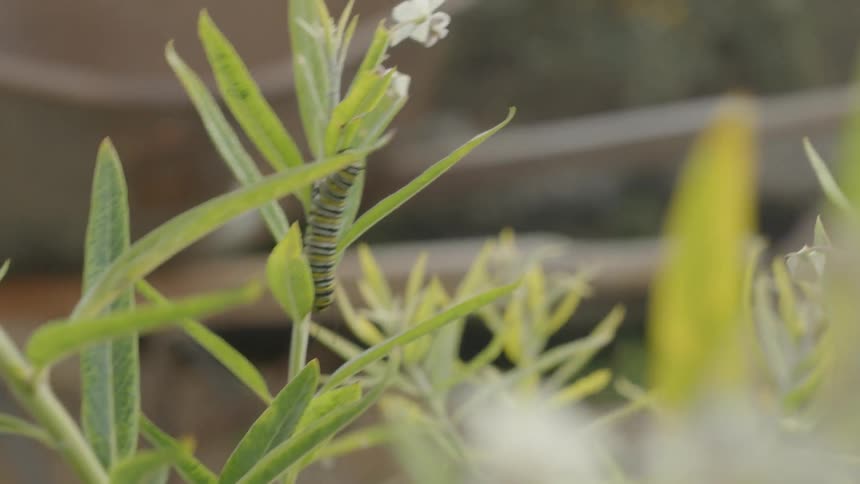 A striped caterpillar clings to a flower stem in the breeze