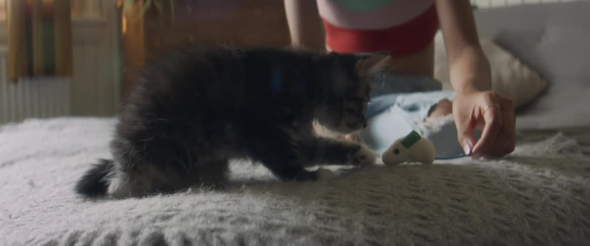 A girl plays with her cat using a toy in bed