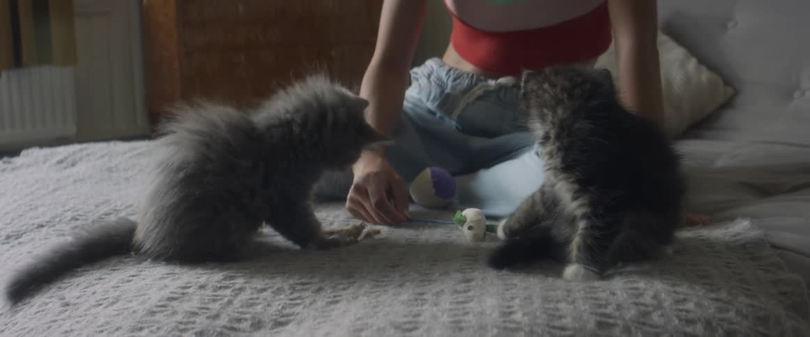 A girl is playing with two kittens