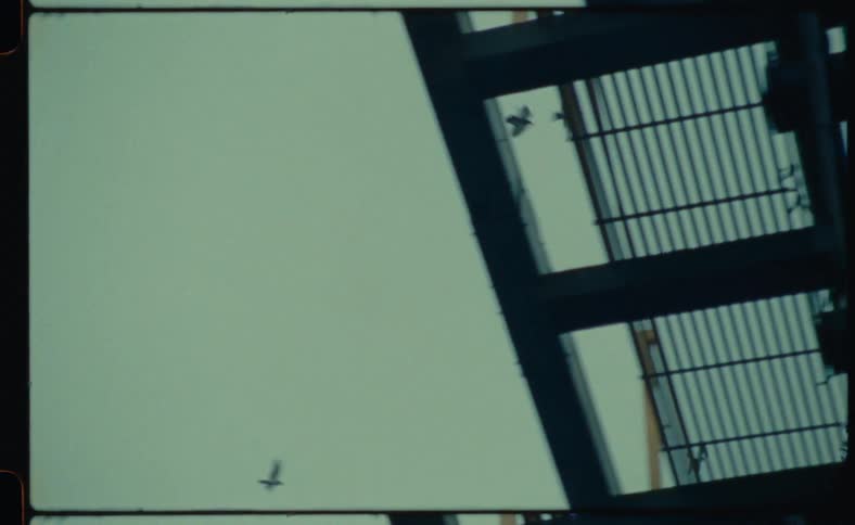 A flock of birds fly away from a stadium towards other buildings