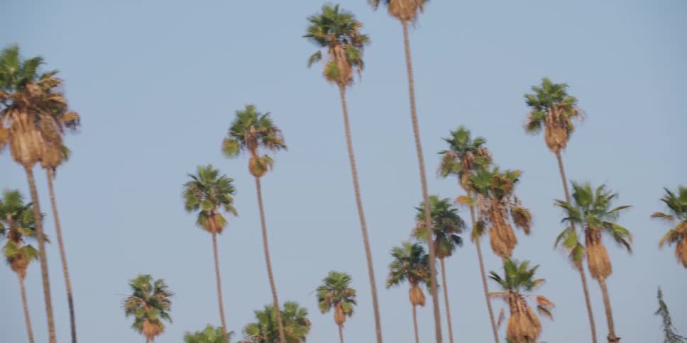 Rows of palm trees tower other trees under a blue sky