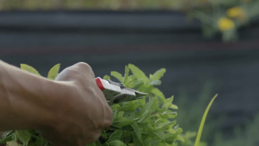 Person trimming mint leaves