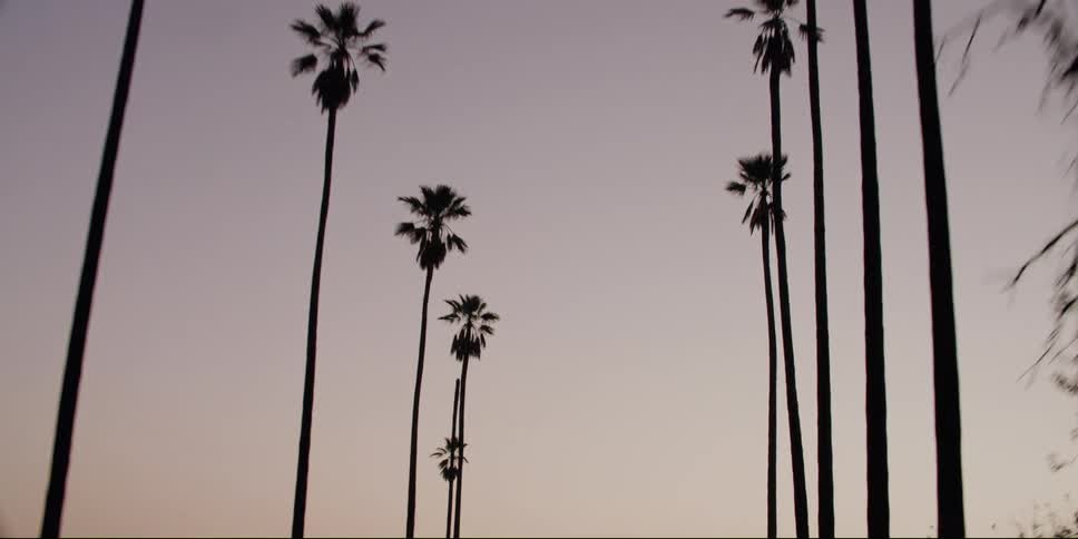 Traveling on a road looking up at the palm trees on the roadsides