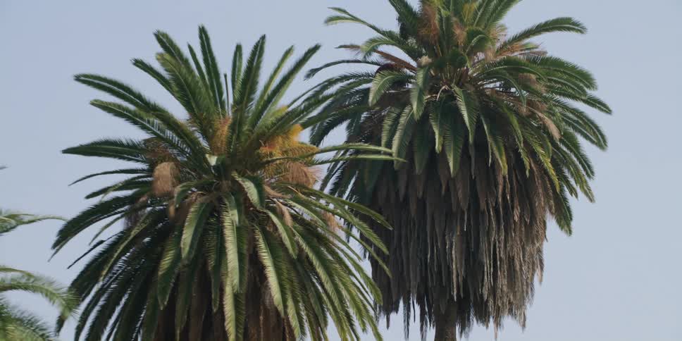 A group of palm trees on a sunny day
