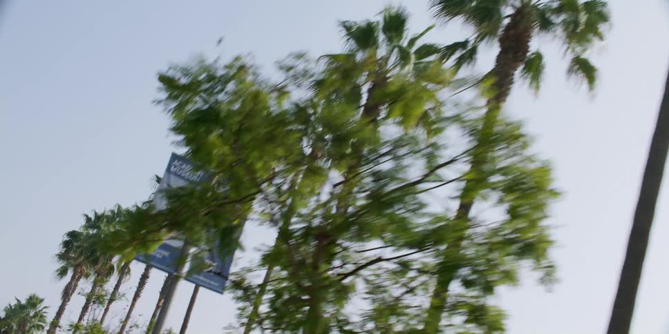 The line of palm trees are by the lamp posts