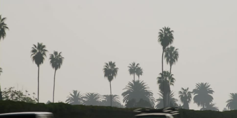 Vehicles drive along a highway lined with palm trees