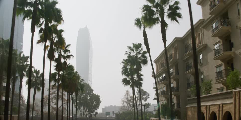 Palm trees line a block of apartment buildings near downtown