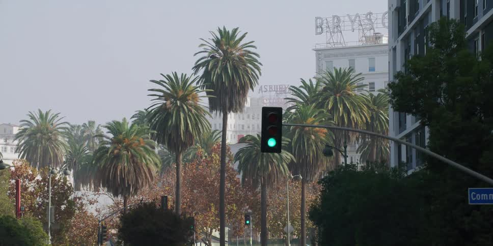 Palm trees line the city street