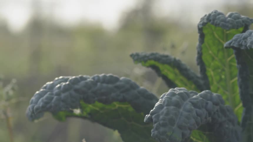 A plant blows in a breeze on a farm