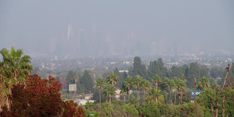 The trees line the fog covering the city