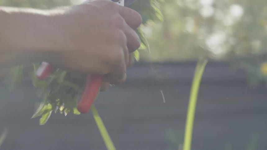 A man clips a bundle of herbs
