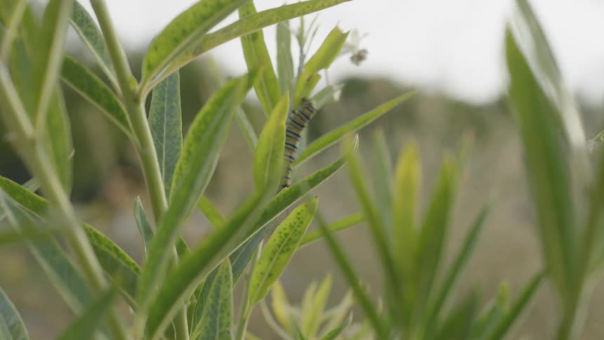 A caterpillar on green leafy plants