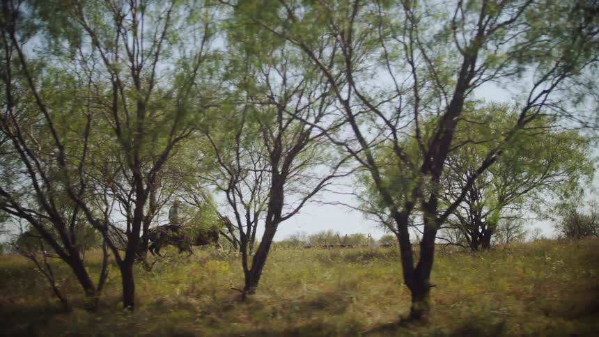 Two people ride horses in a field with trees under a blue sky