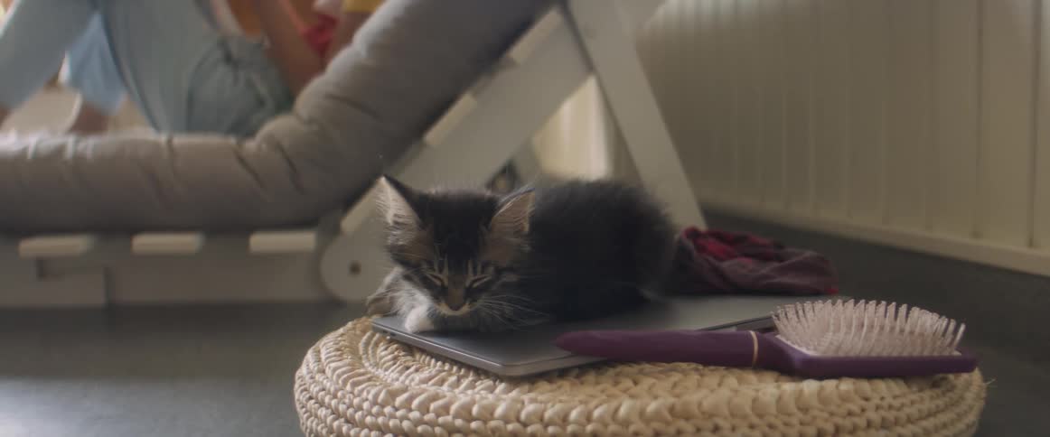 A cat is sitting on a piece of furniture
