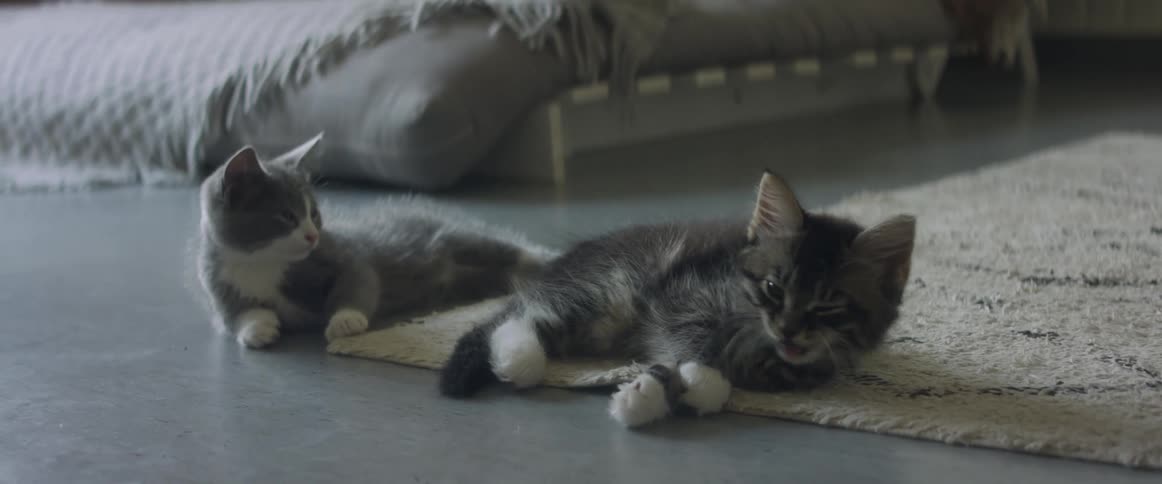 Two kittens are lying on the floor and one is rolling around on a rug