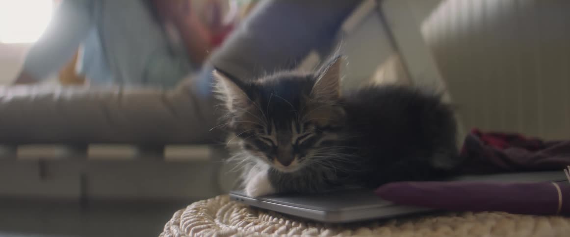 Kitten sleeping on a laptop while owner is nearby on bed