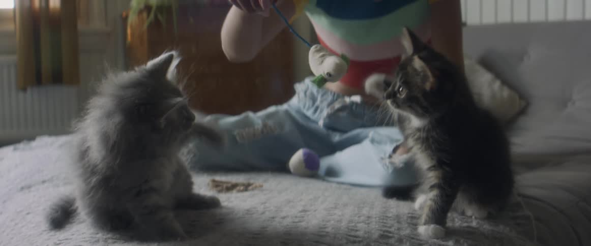 A girl sits on her bed and plays with two kittens