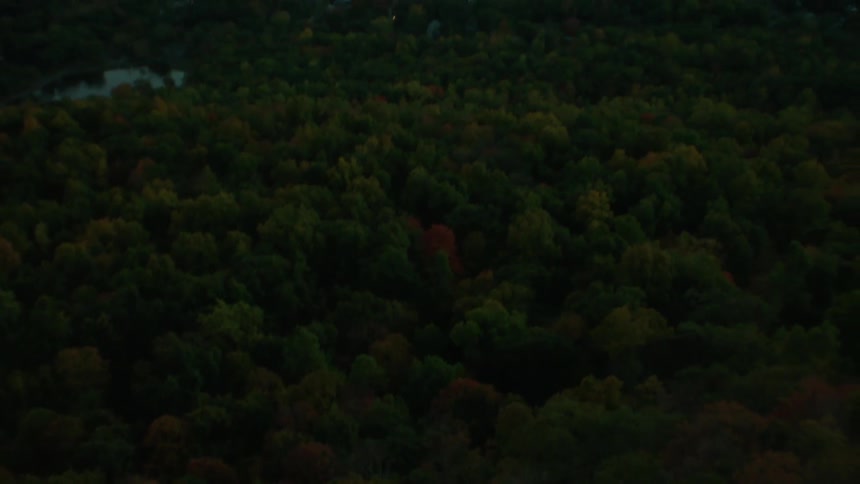 Aerial view of a forest