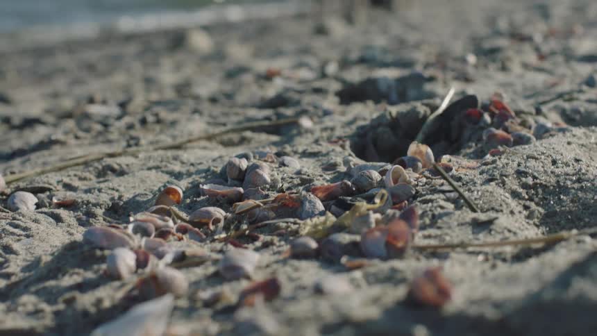 Seashells pebbles and seaweed on the beach sand while ocean waves splash ashore