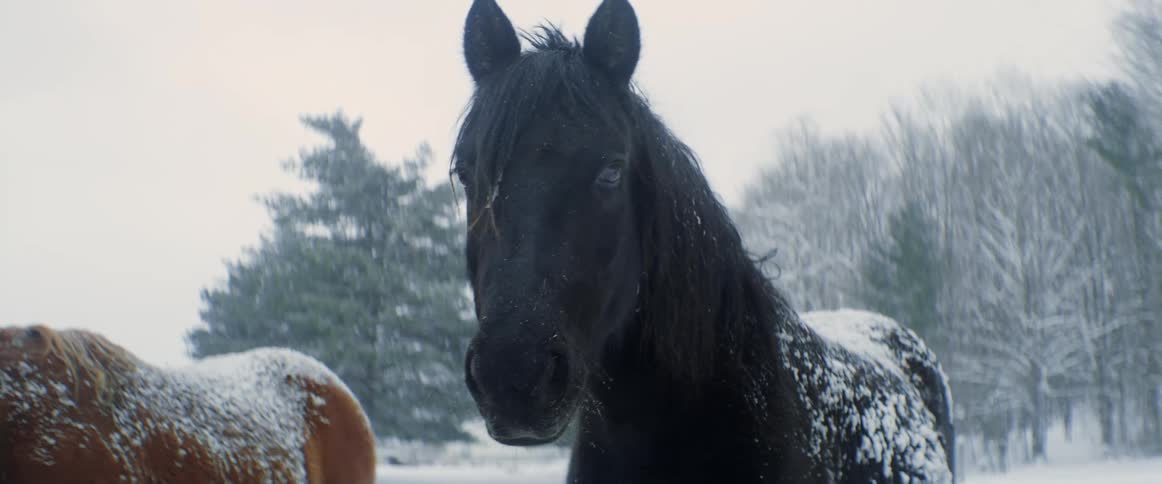 While its snowing a black horse and brown horse covered with snow in their backs are standing outside an arctic forest with a human being stading nearby