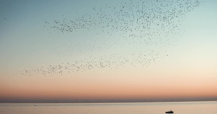 Flock of birds flying over sea and boat with man being silhouetted against the sunset
