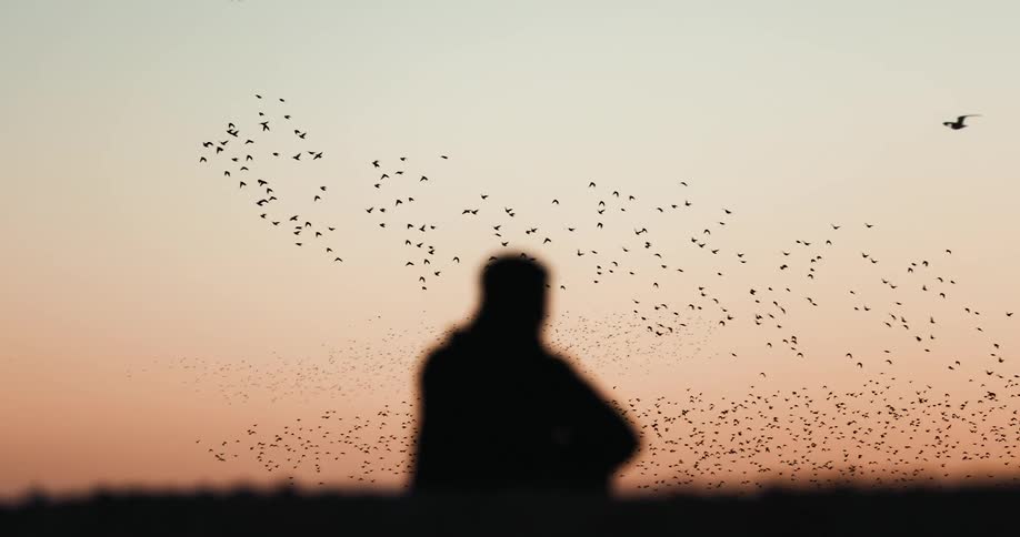 Silhouette of a man sitting down watching a large flock of birds flying across the sky