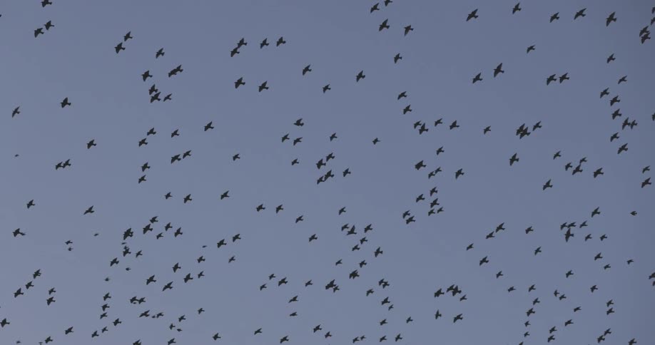 A large flock of birds are flying in the sky