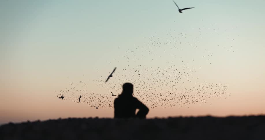 Man sitting down watches a large flock of birds flying in the red sky