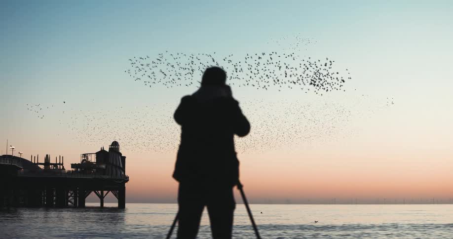 A murmuration of birds are being photographed