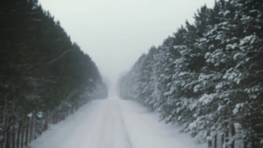 Tire tracks cut across snow between rows of conifers during snowfall