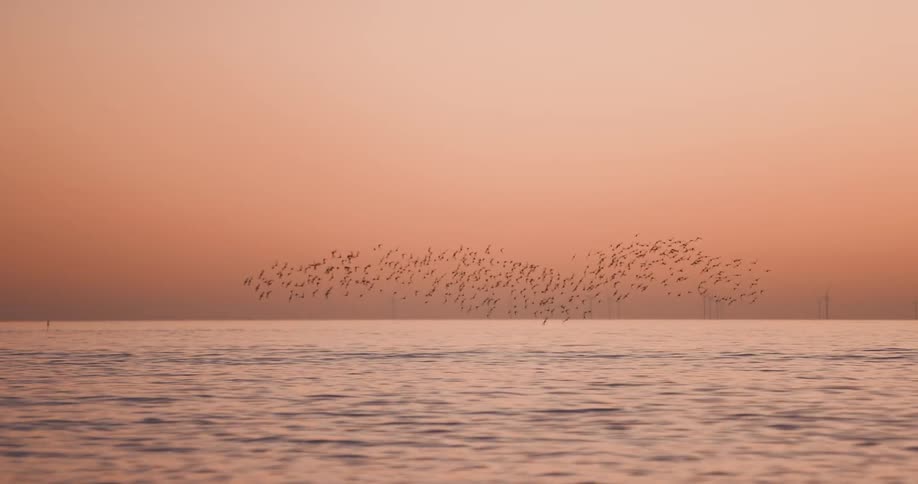Flocks of birds fly over the ocean in an orange sky