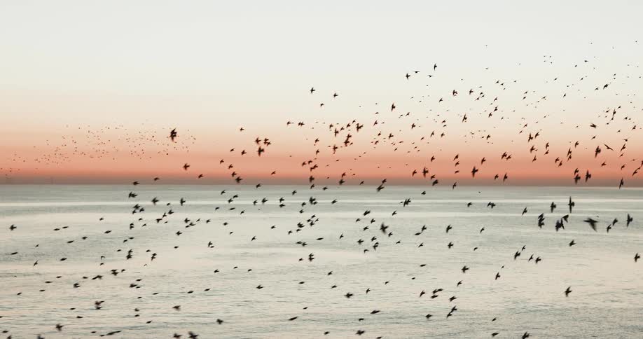 A large flock of birds are flying over the ocean in a colorful sky