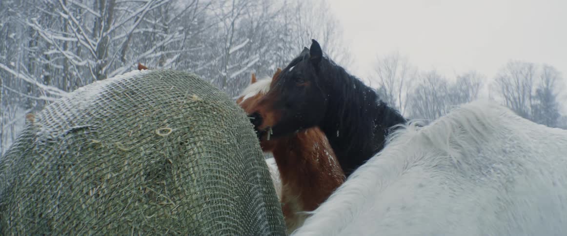 Horses are eating hay outdoors in the snow on an overcast winter day