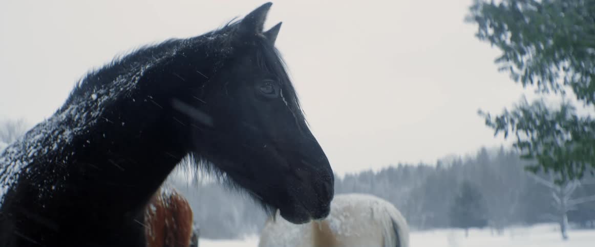 The horses stand on the field filled with snow