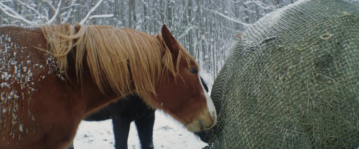 Two horses eating food outdoors