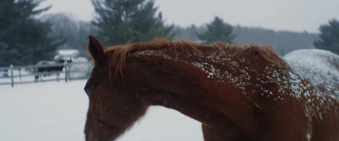 A horse greets its owner while walking through a snow covered field