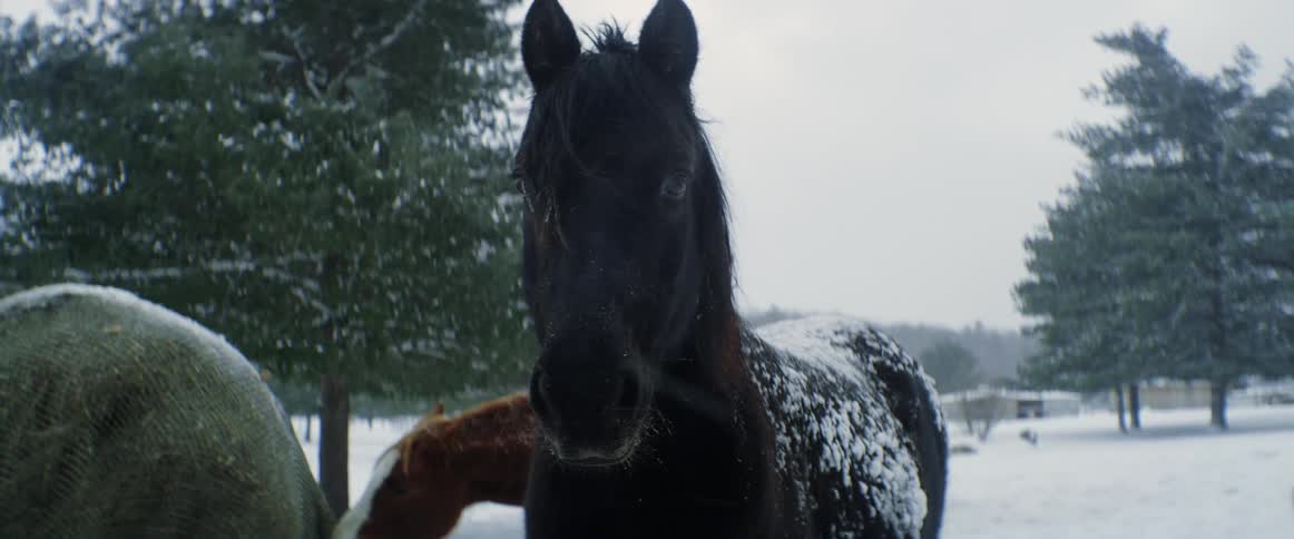 A view of a horse outdoors with snow