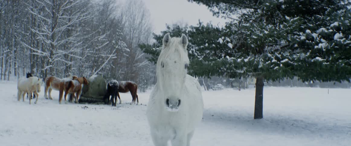 A white horse turns toward others grazing on a mound in the snow