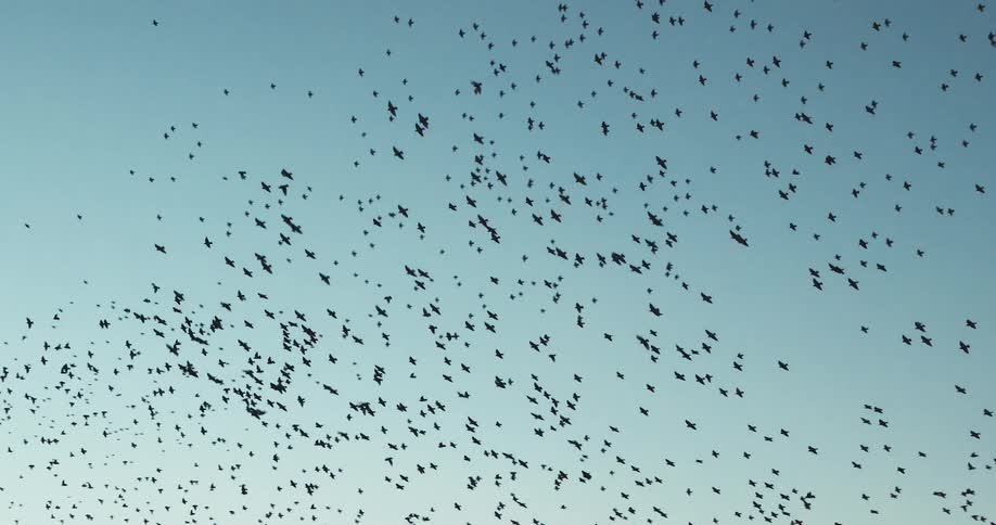 A large murmuration of birds are flying in the sky