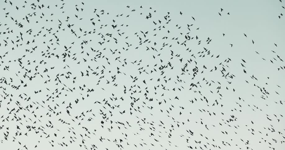 A flock of birds flying