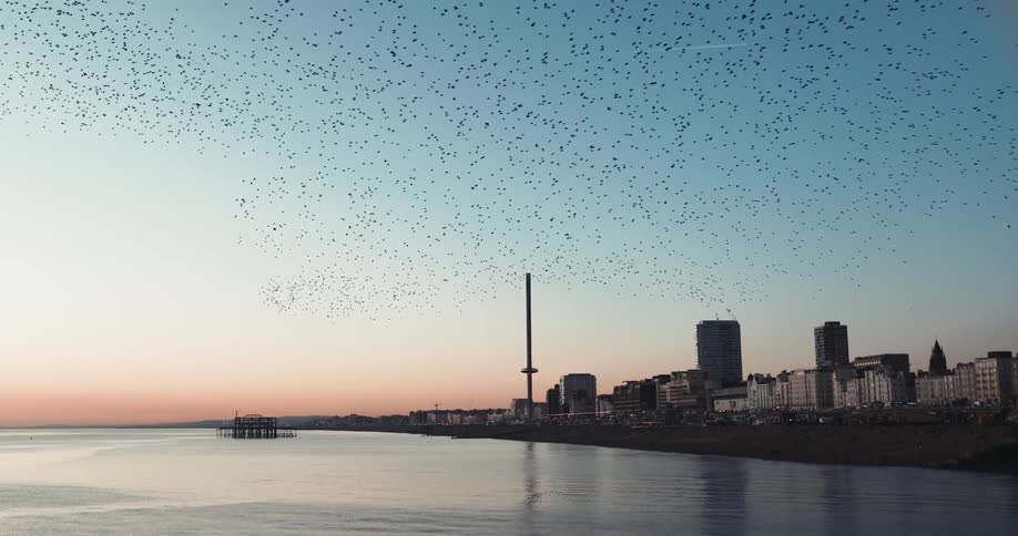 Large flock of birds flies over citybuildings and coast at dawn