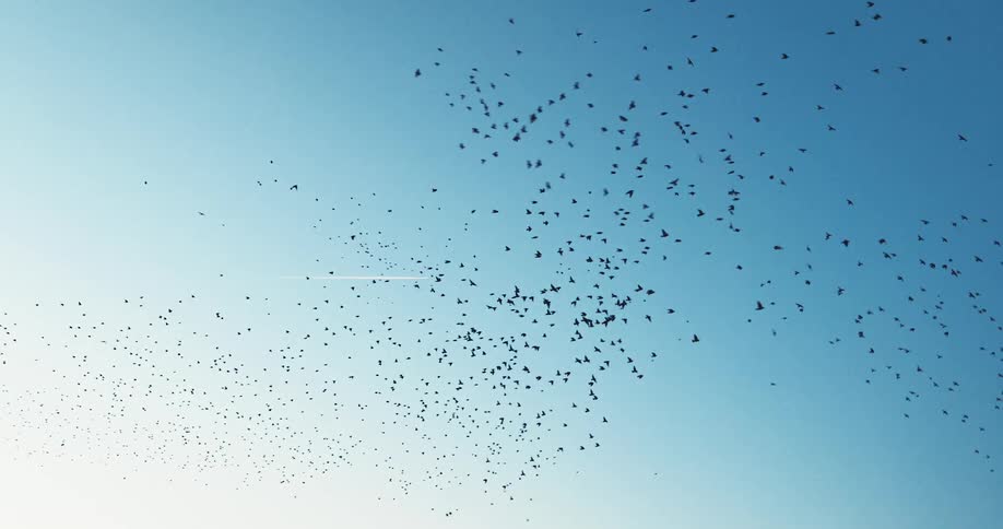A large flock of birds are flying in the sky