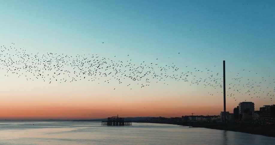 A large flock of starlings are flying over the water along the coast