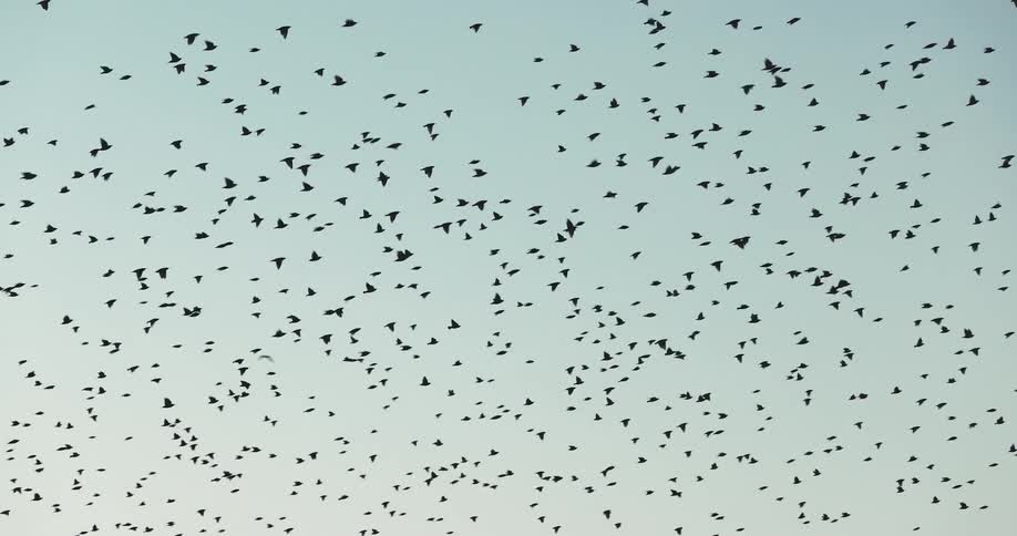 A large flock of birds are flying in the sky