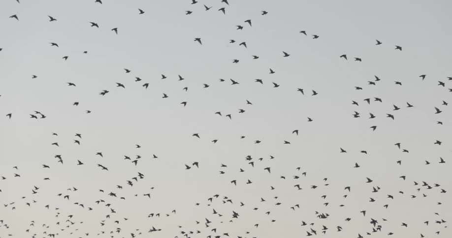 A large flock of birds are flying in the sky