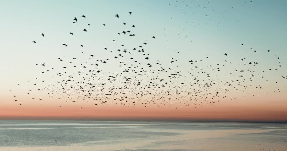A large flock of birds are flying over the ocean in a colorful sky
