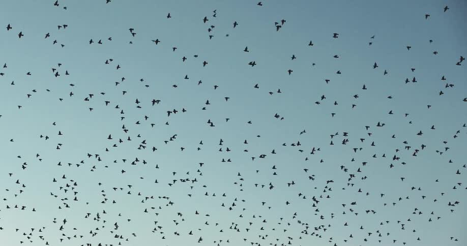 A large flock of birds are flying in the sky