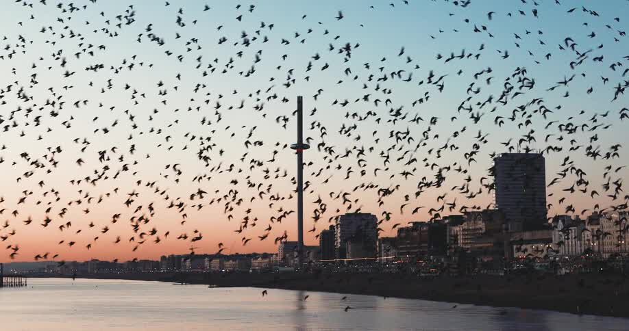 A stunning murmuration of starlings fly over the ocean near the city