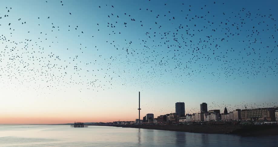 Flocks of starlings fly over the coastline of a city during the day