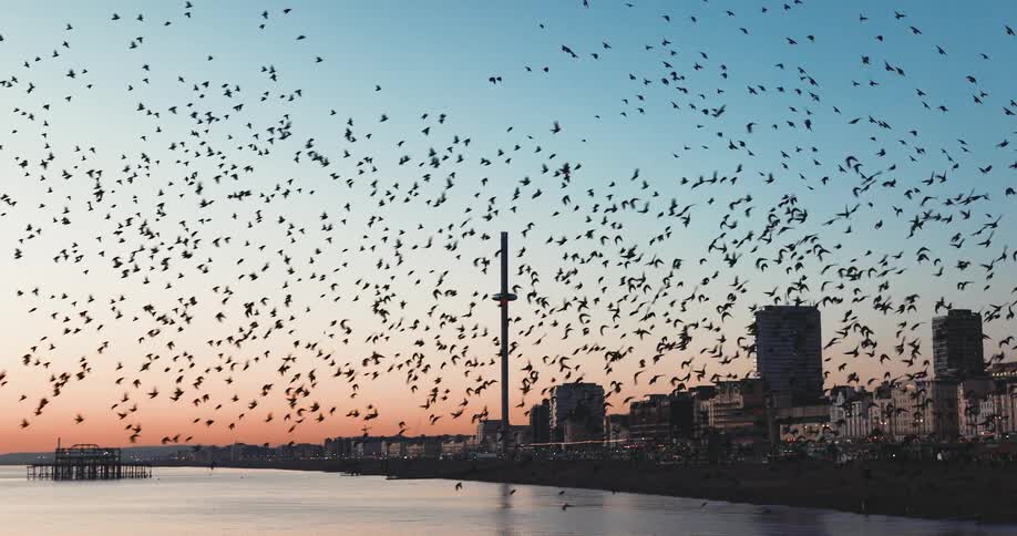 A large flock of birds flying over the water near a city turns in unison